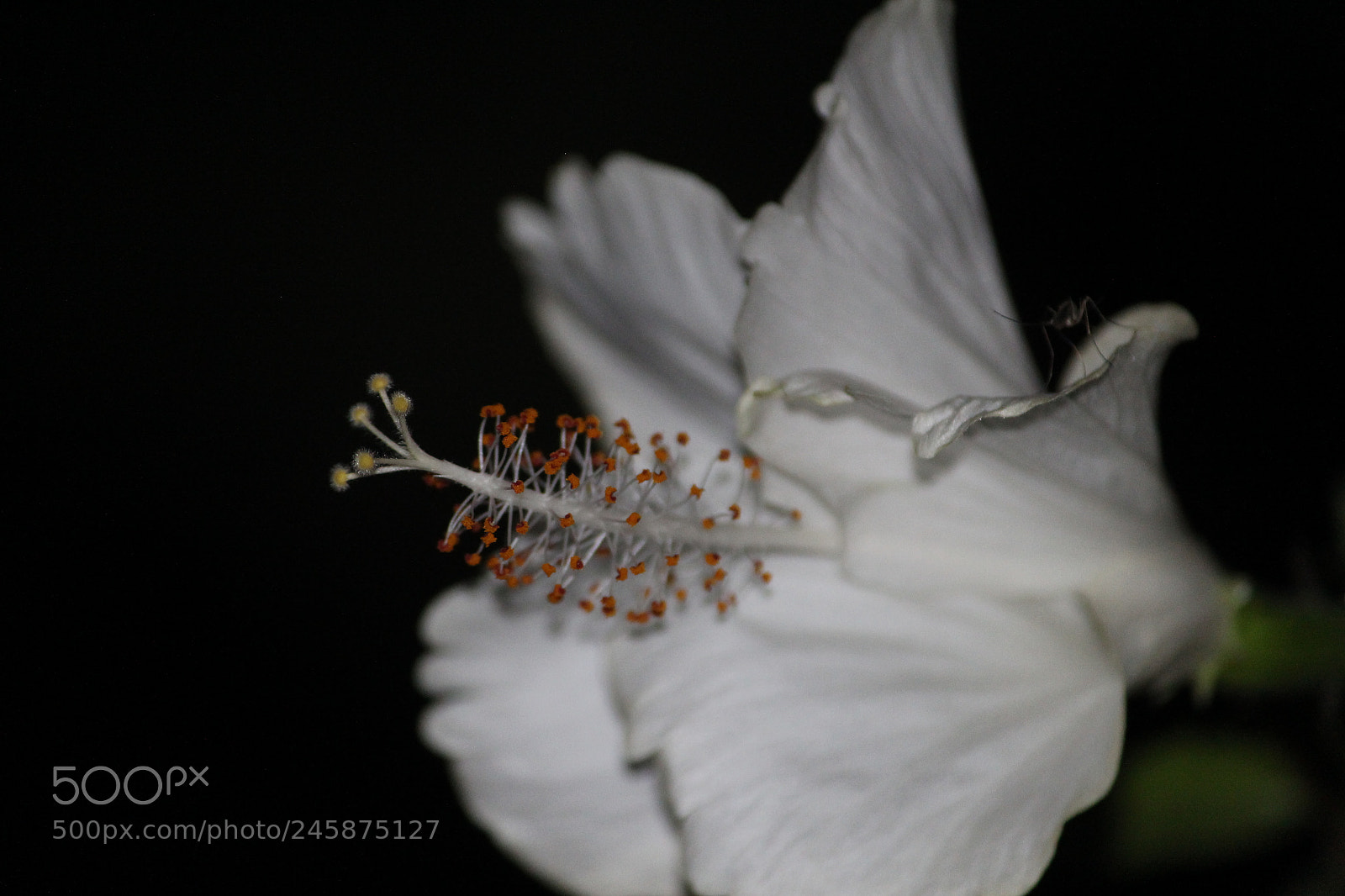 Canon EF-S 55-250mm F4-5.6 IS II sample photo. A beautiful flower with photography