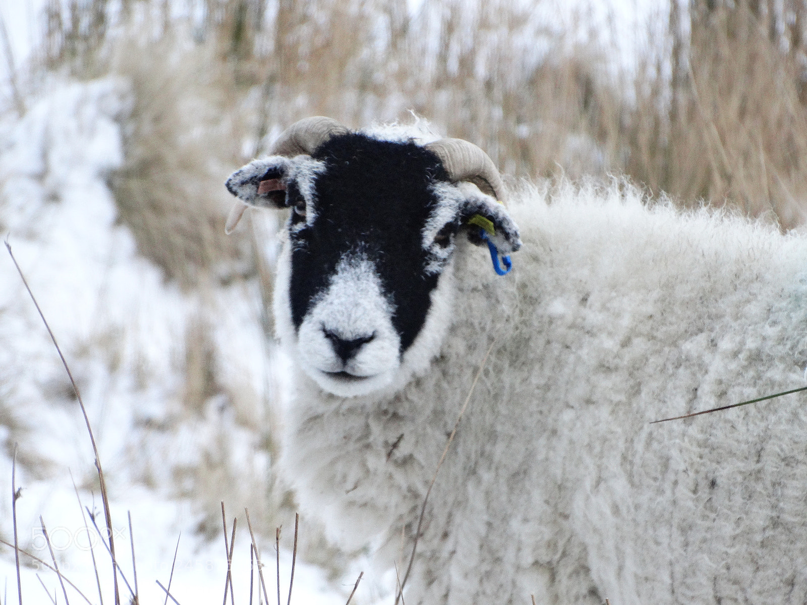 Sony Cyber-shot DSC-HX300 sample photo. Sheep staring at you photography