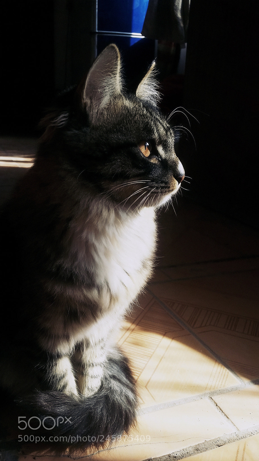 Samsung Galaxy S5 sample photo. Untitled photography