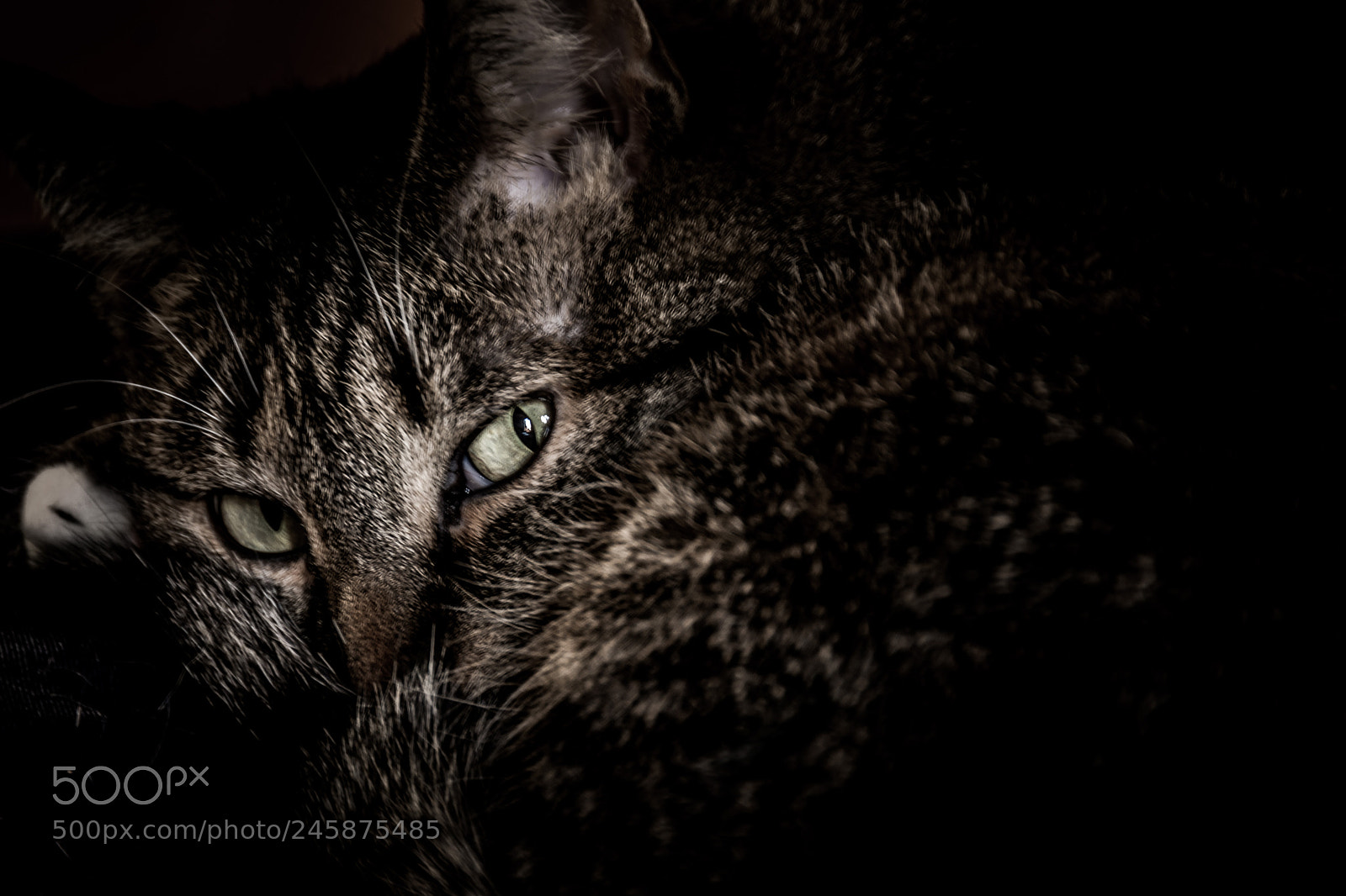 Nikon D7100 sample photo. Suspicious eyes photography