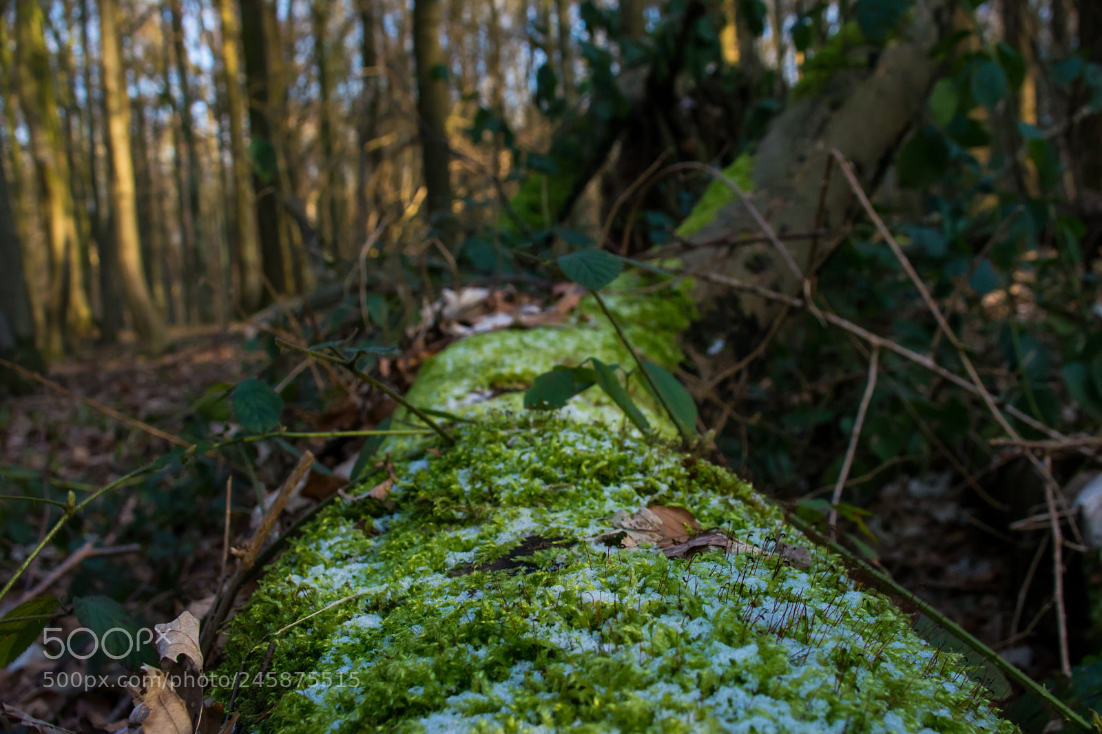 Nikon D5200 sample photo. Frosted moss. photography