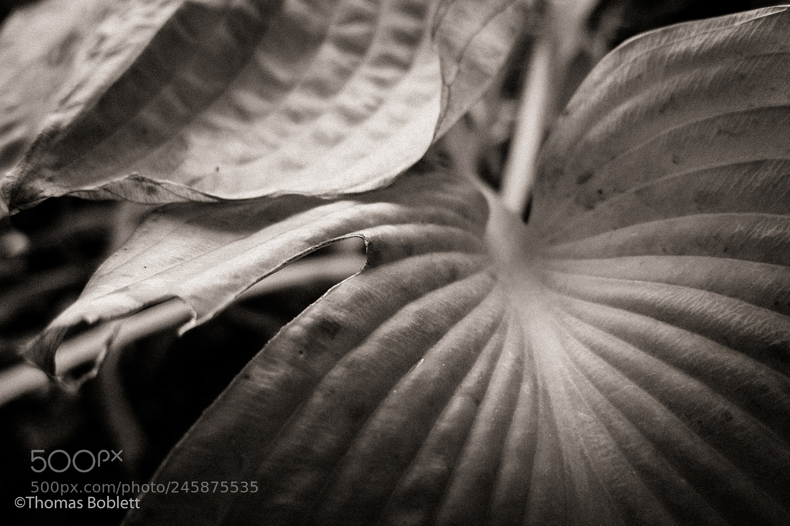 Canon PowerShot G16 sample photo. Bw hostas photography