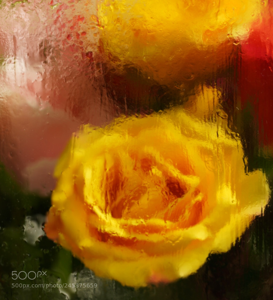 Sony a7R III sample photo. Oil painting effect photography