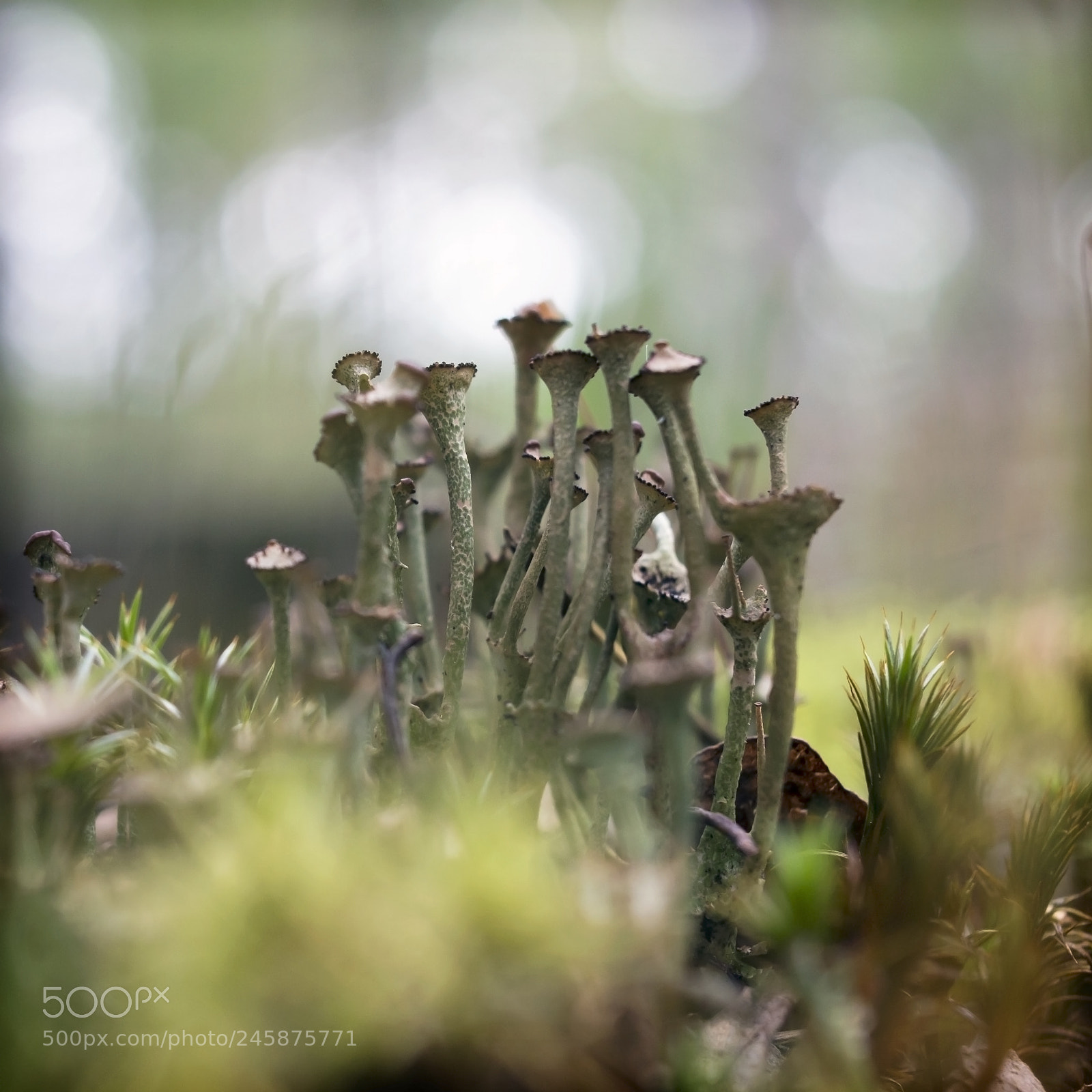 Canon EOS 60D sample photo. On the moss photography
