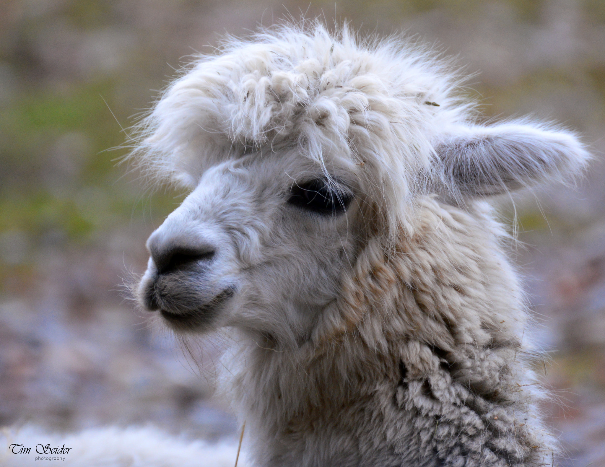 Nikon D610 sample photo. Lama portrait photography