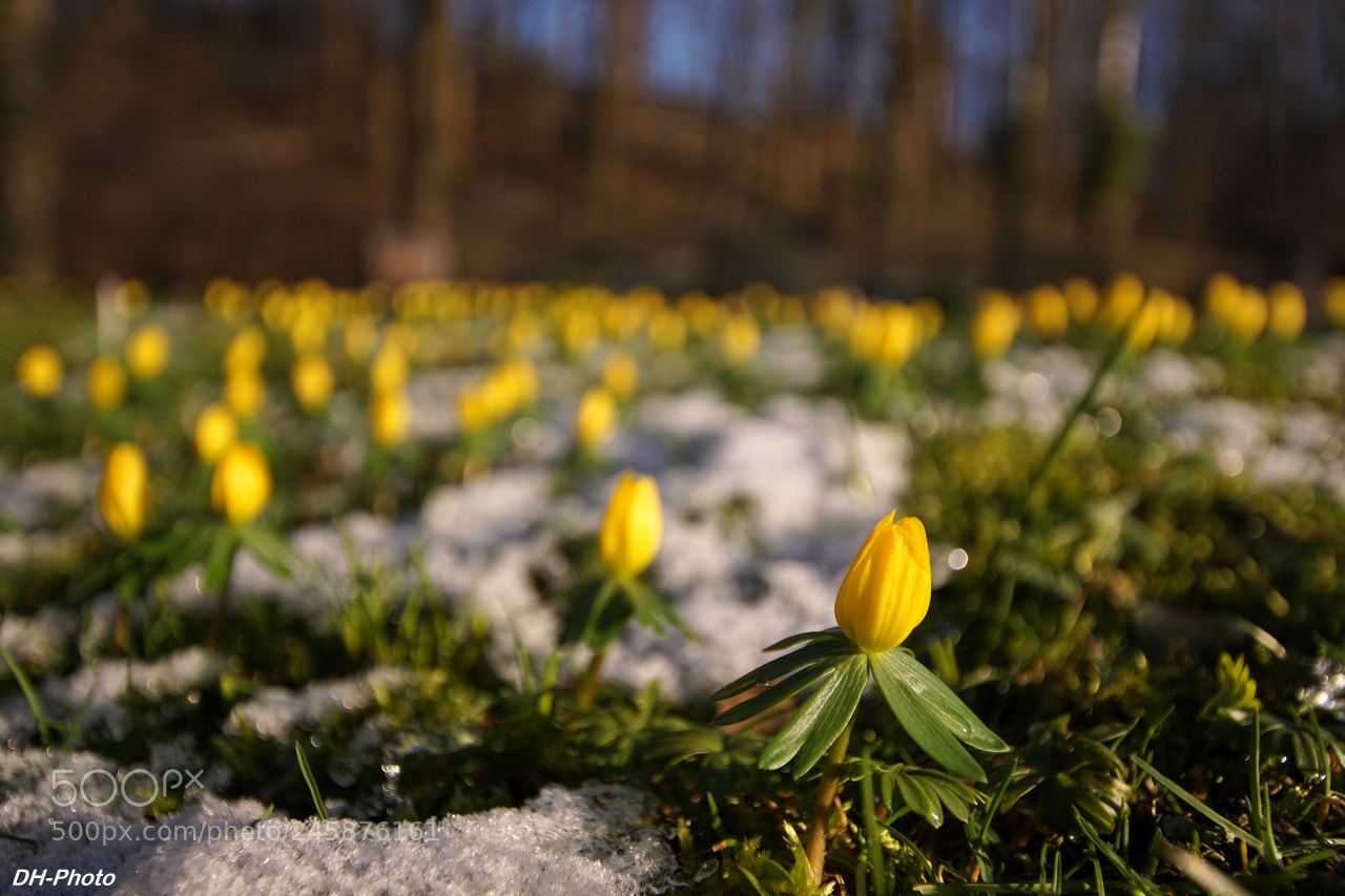 Sony ILCA-77M2 sample photo. Heralds of spring photography