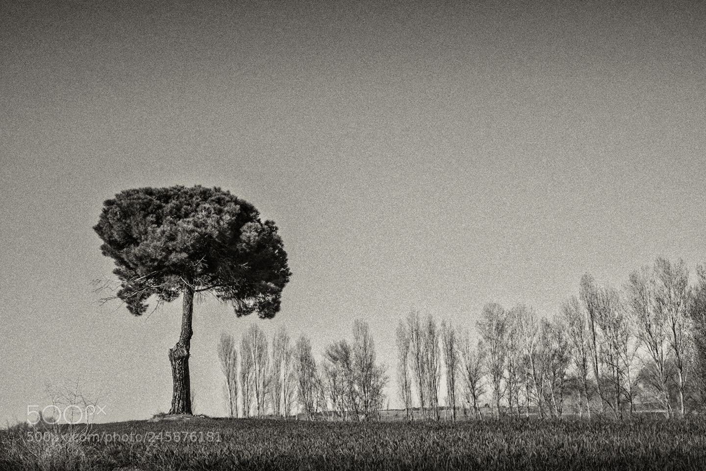 Fujifilm X-T1 sample photo. Atenta la compañia... photography
