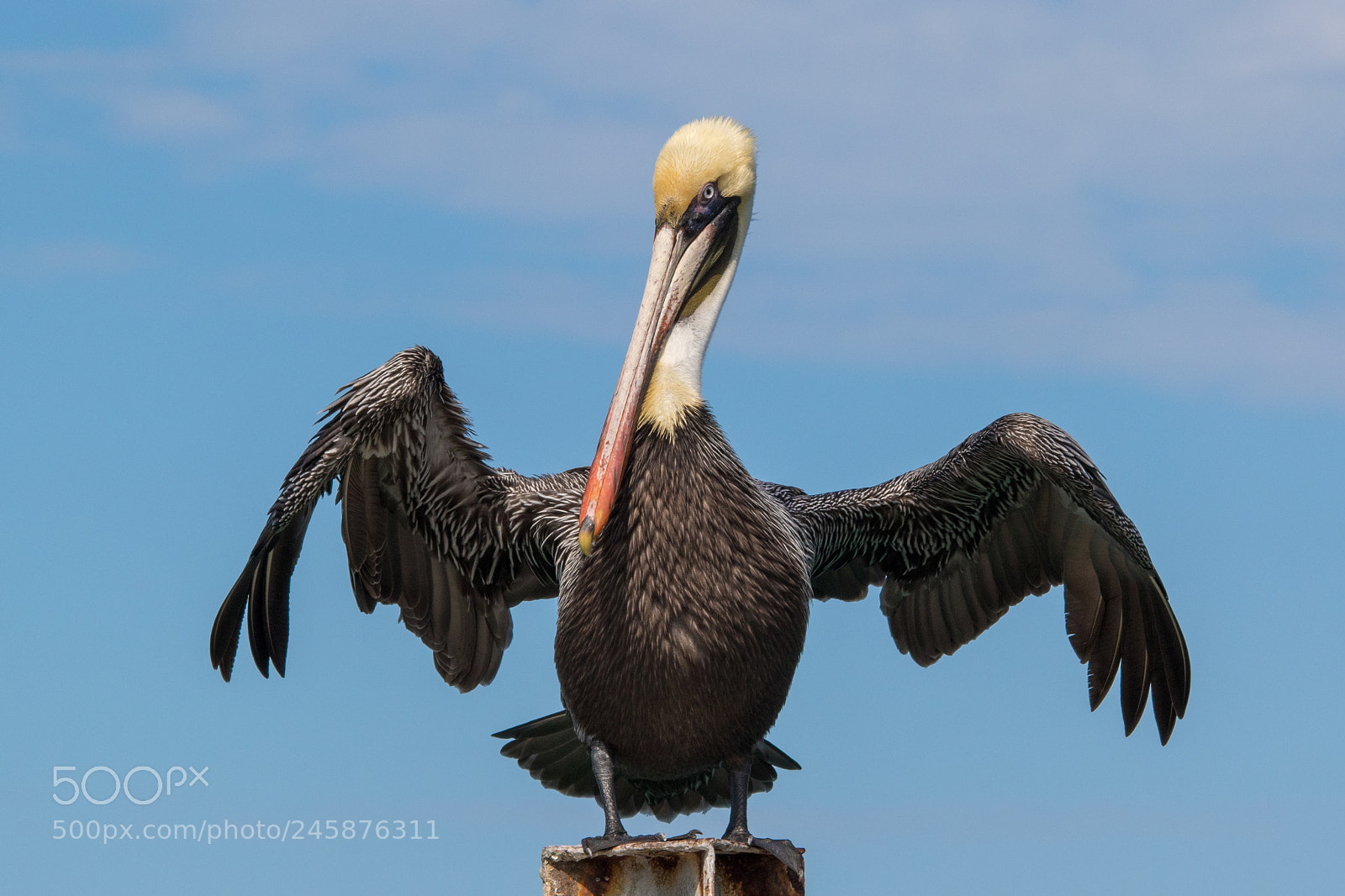 Canon EOS 7D Mark II sample photo. Posing pelican photography