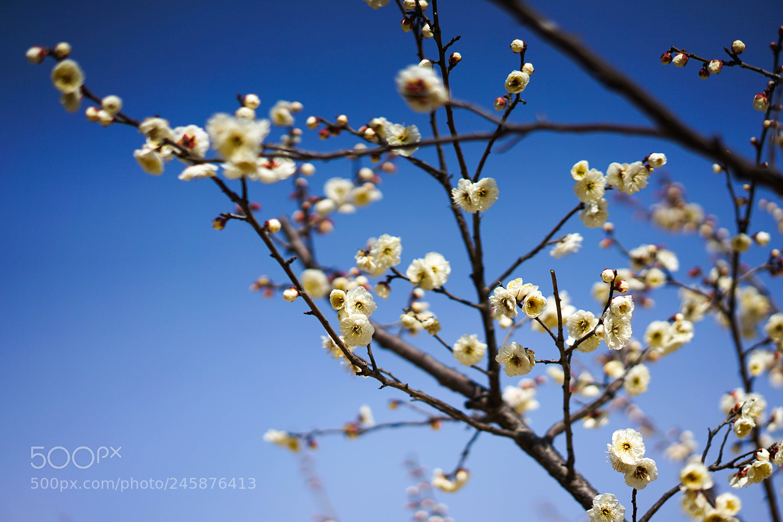 Sony a7 II sample photo. Armeniaca. photography