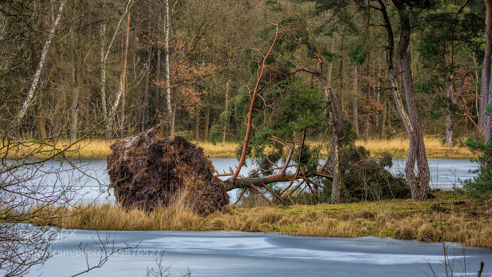 Canon EOS 60D sample photo. Fallen tree photography
