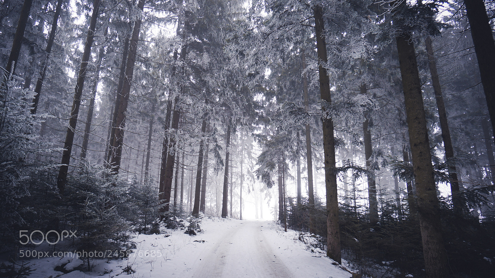 Sony Alpha NEX-5R sample photo. Grizzly photography