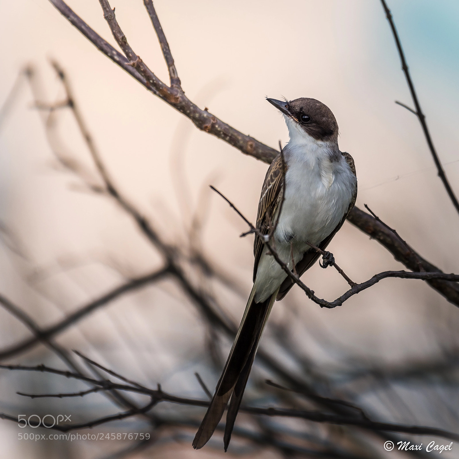 Nikon D500 sample photo. Record photography