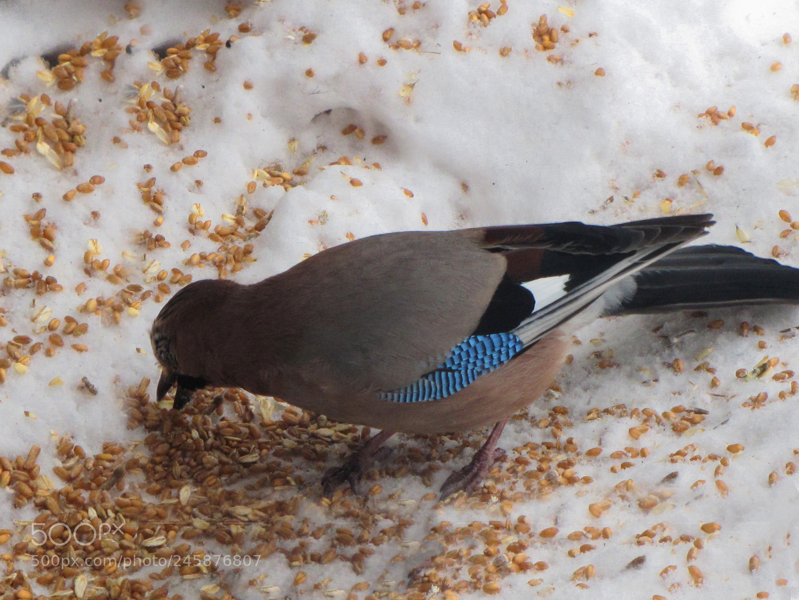 Canon PowerShot SX20 IS sample photo. Jay breakfast photography