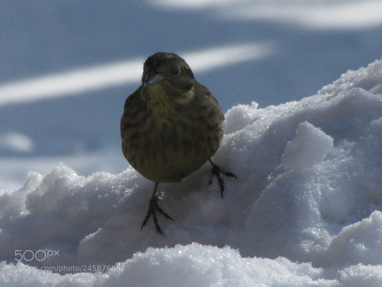 Canon PowerShot SX20 IS sample photo. Birds in snow emberiza photography