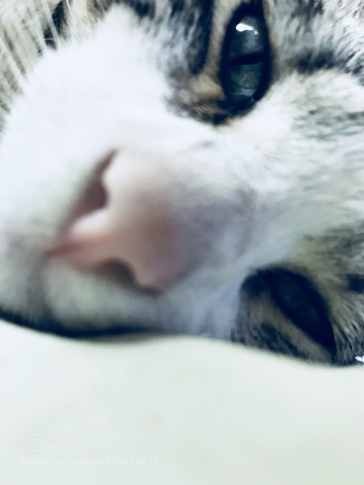 Apple iPhone 7 Plus sample photo. Gatito photography