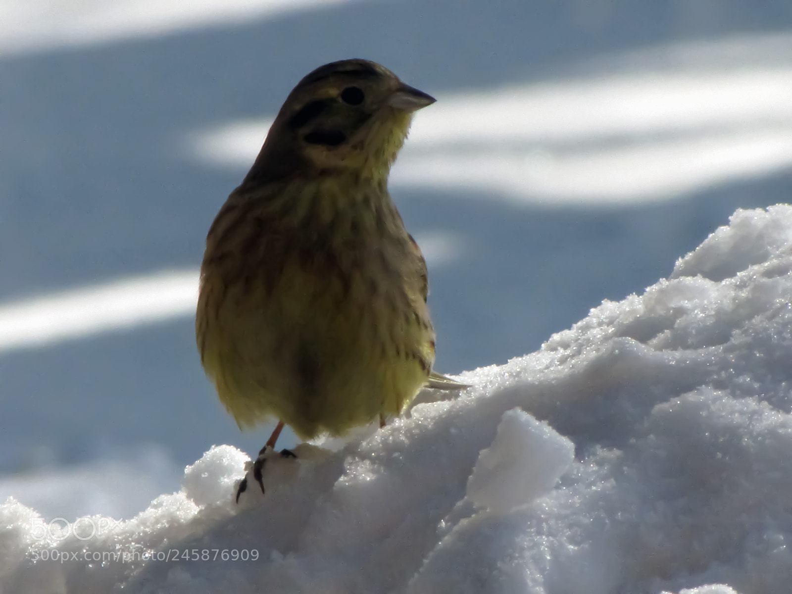 Canon PowerShot SX20 IS sample photo. Bird in snow emberiza photography