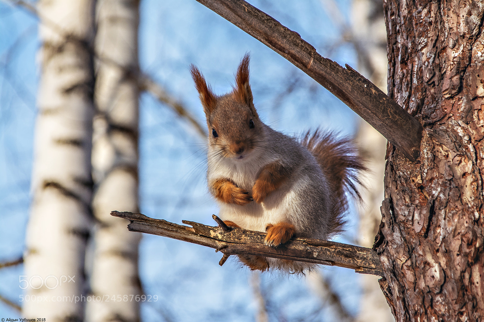 Nikon D5200 sample photo. Squirrel in the forest photography