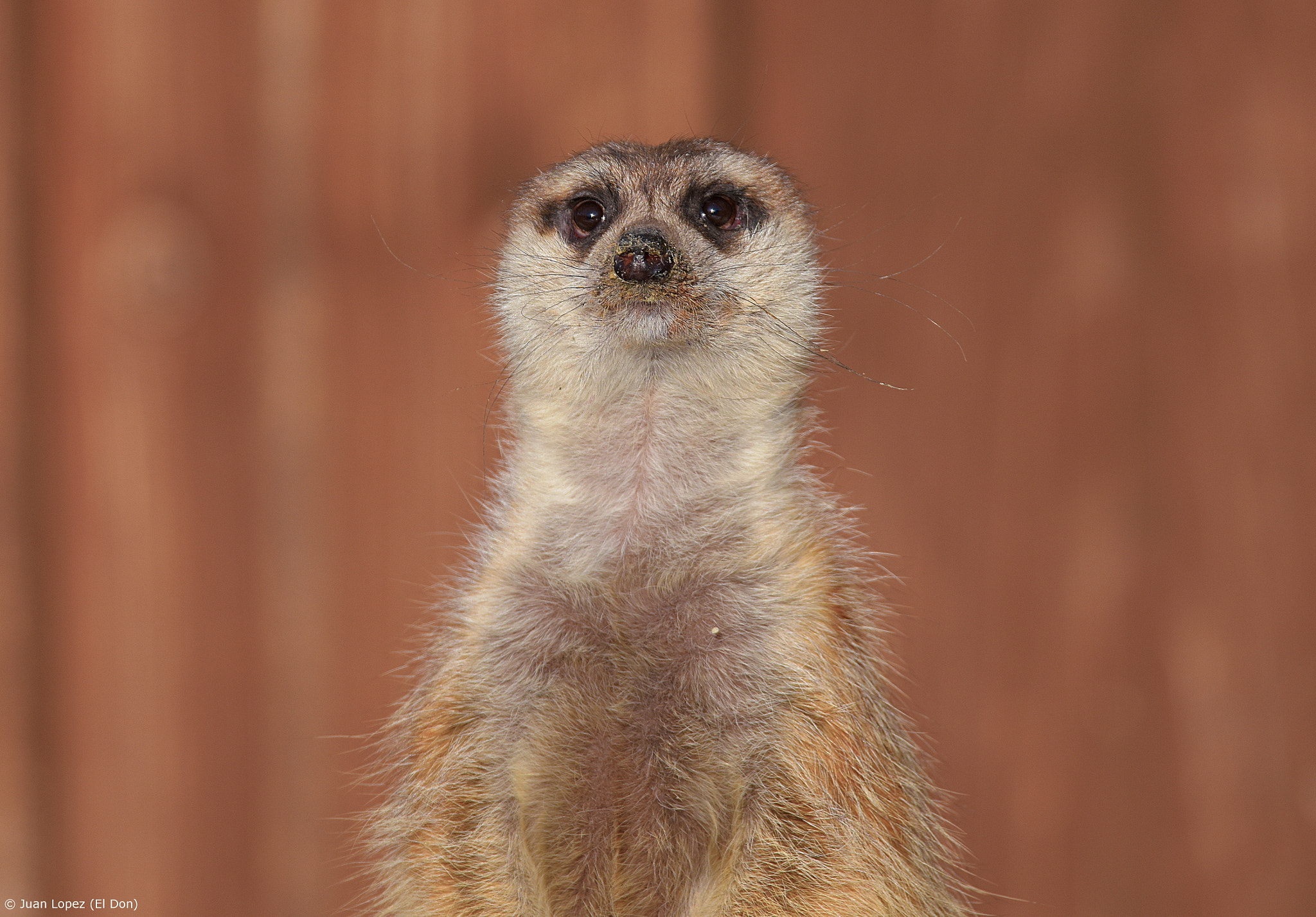 Nikon D810 + Sigma 150-600mm F5-6.3 DG OS HSM | S sample photo. Meerkat.... curious..!! photography