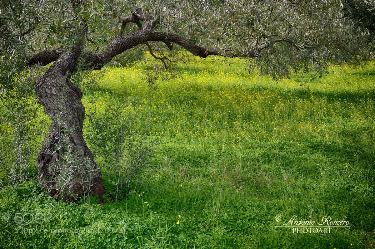 Nikon D5200 sample photo. Looking for spring photography