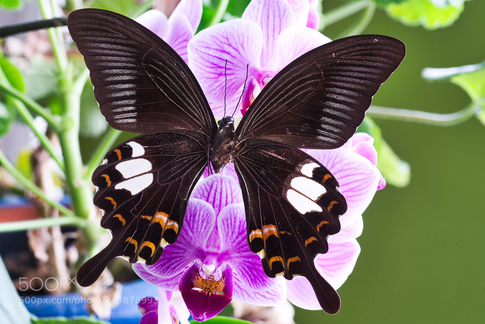 Pentax K-1 sample photo. Butterfly photography