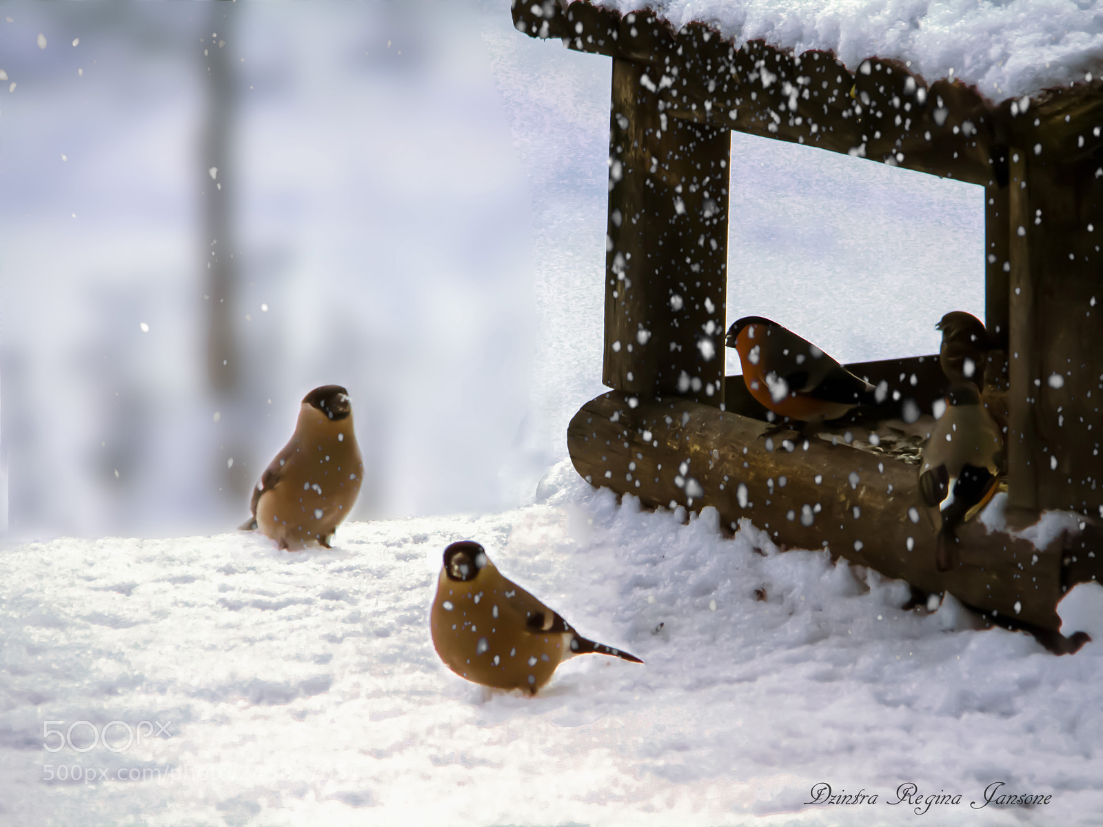 Canon EOS 7D sample photo. Bullfinch birds, bird feeder photography