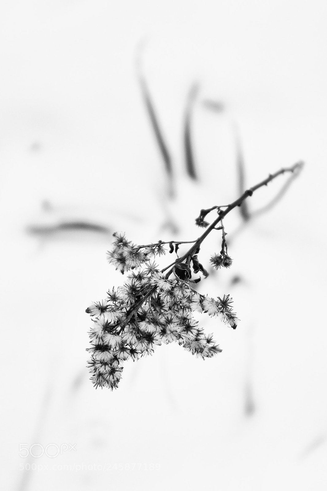 Fujifilm X-T2 sample photo. Winter photography