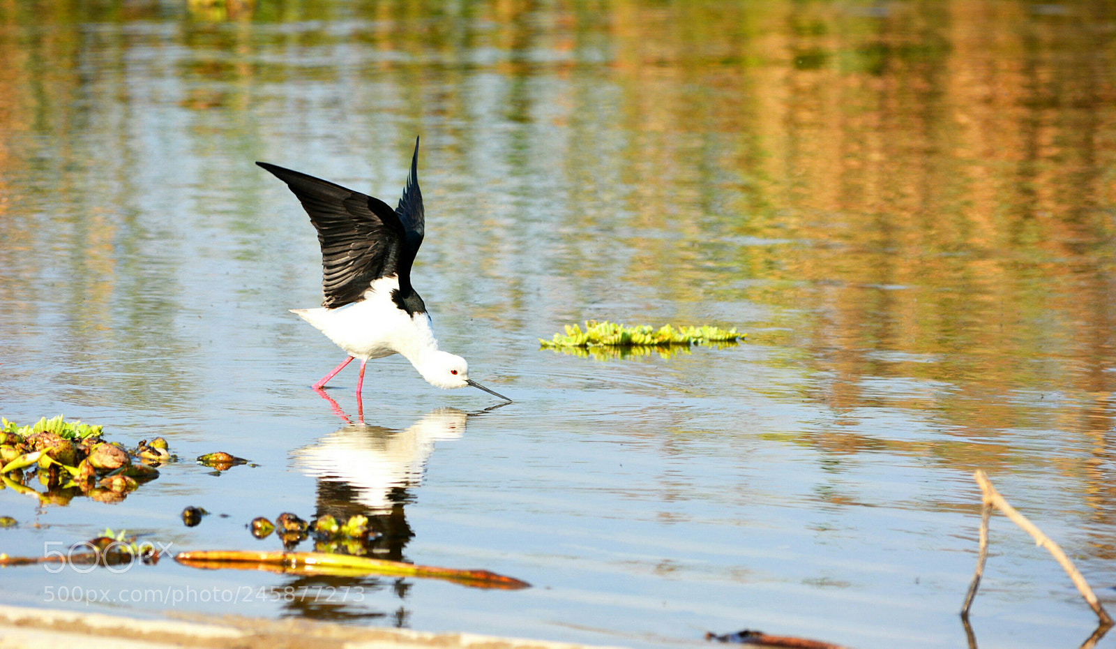 Nikon D5200 sample photo. Harike wildlife sanctuary photography