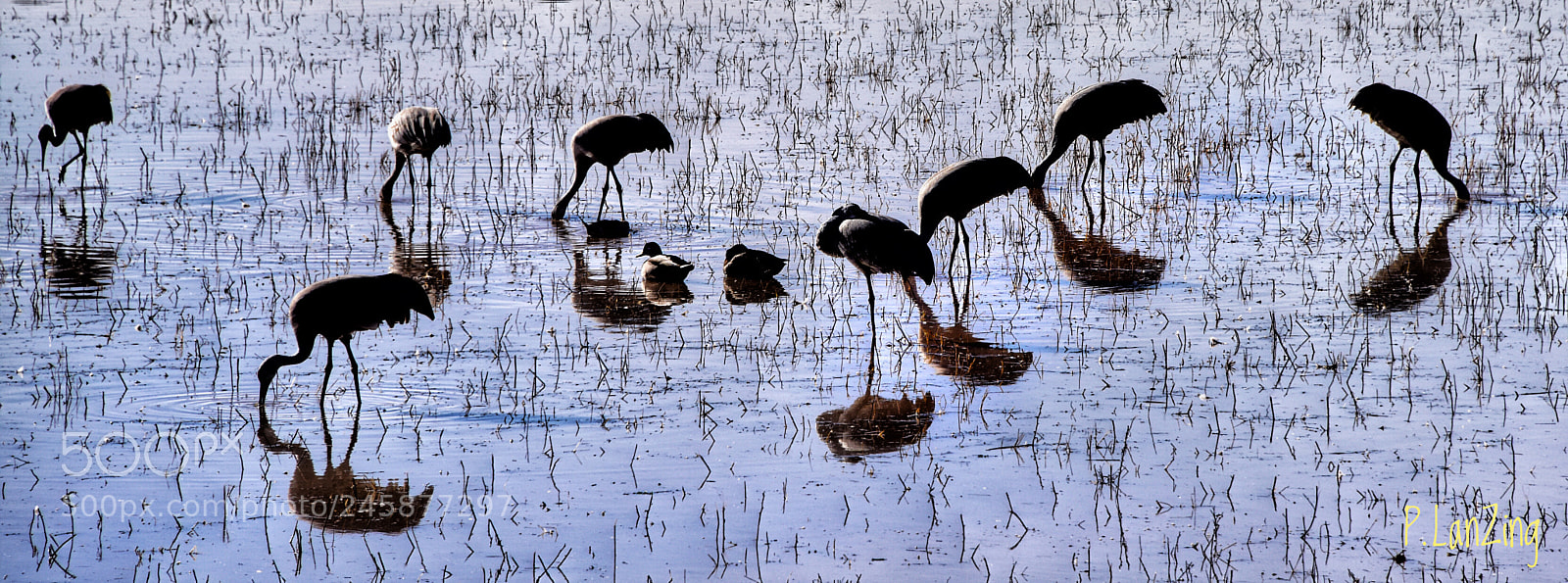 Nikon D810 sample photo. Sandhill cranes in silhouette photography