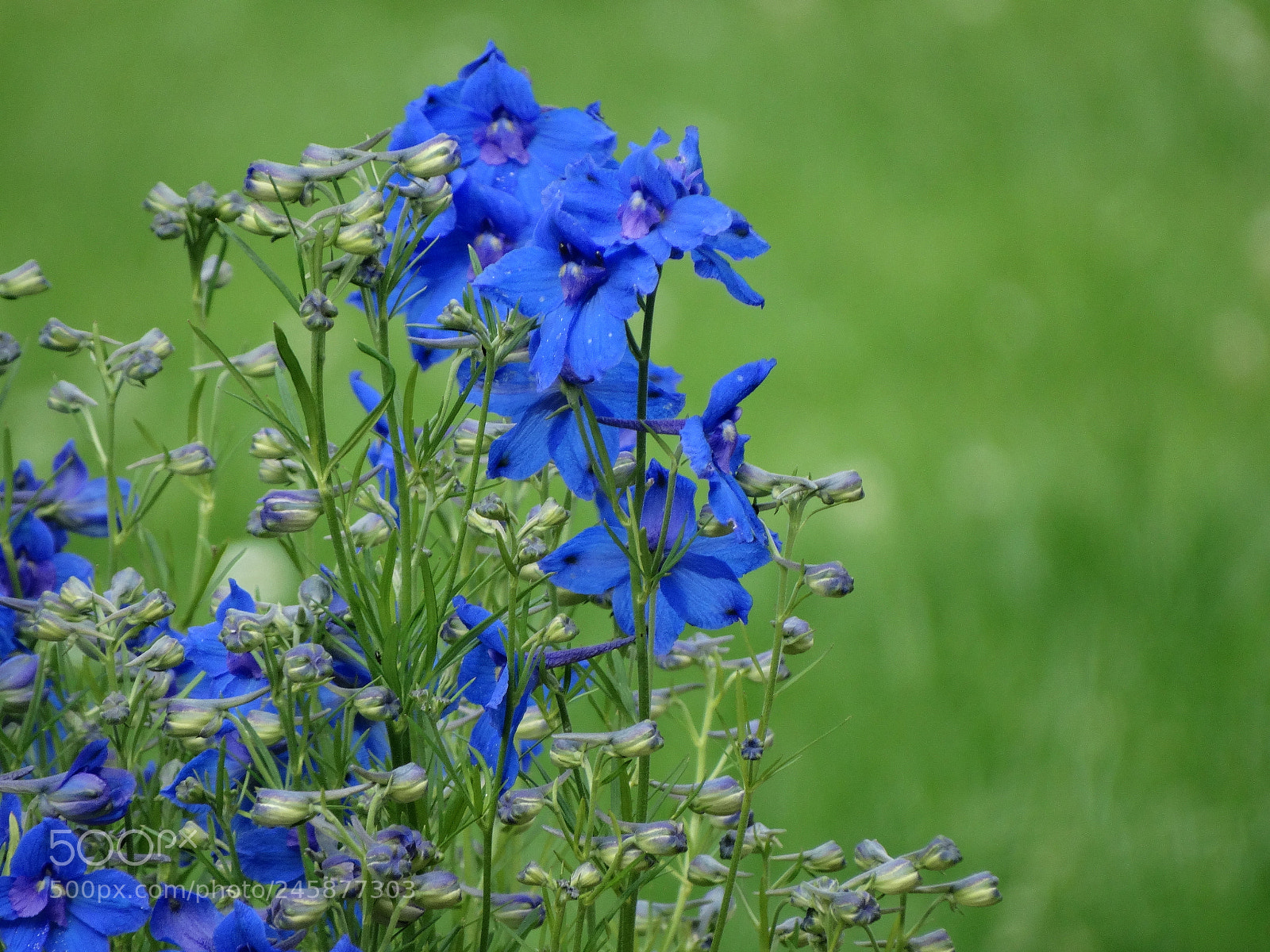 Sony Cyber-shot DSC-HX300 sample photo. Blue flowers photography