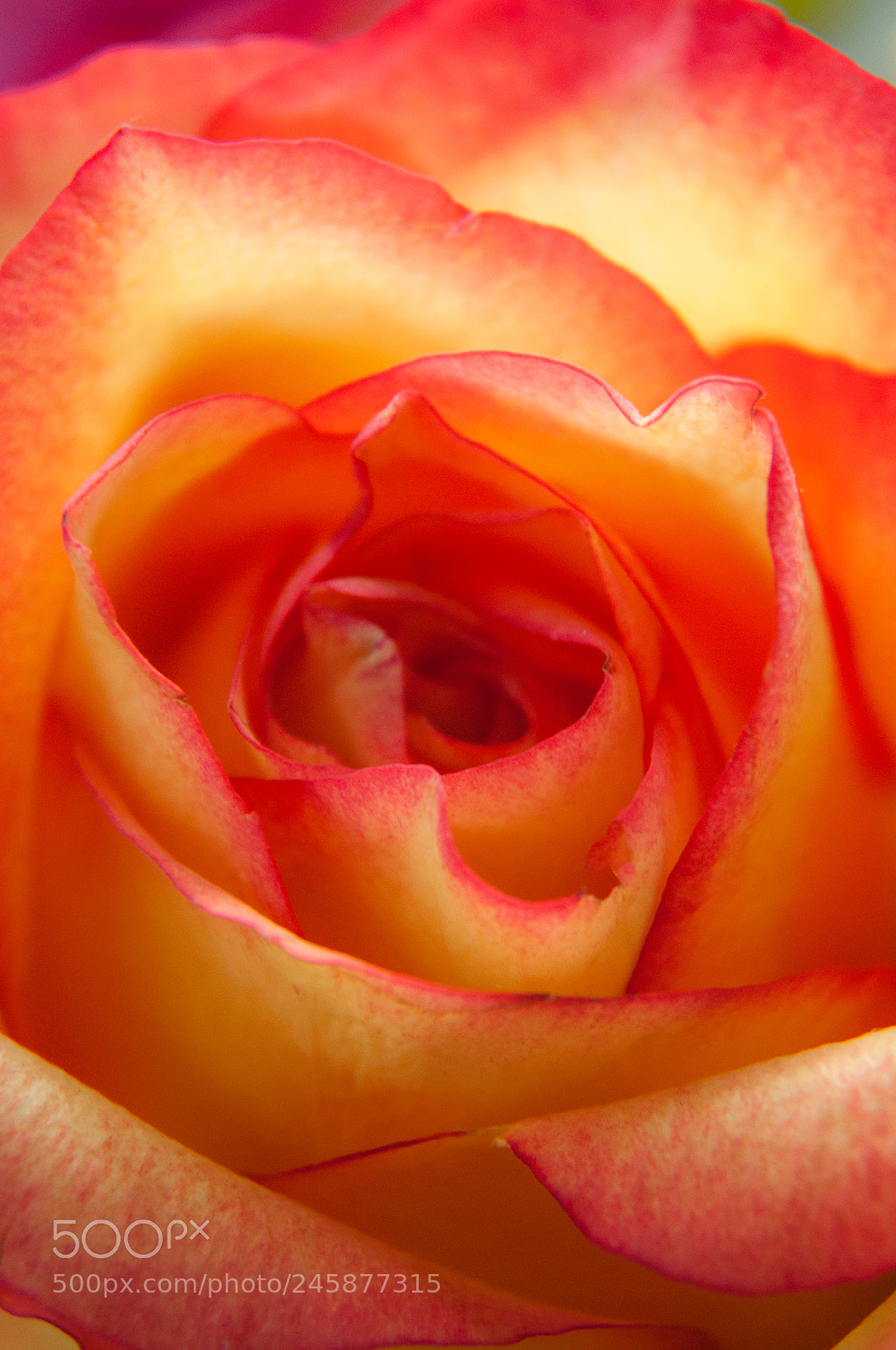 Nikon D90 sample photo. A wonderful yellow rose..!! photography