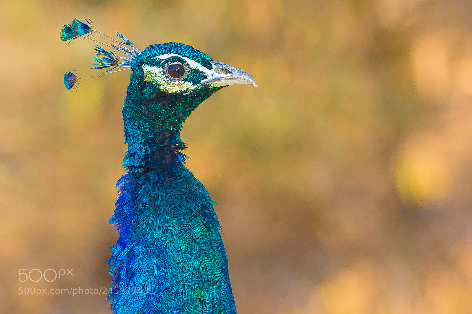 Canon EOS 7D Mark II sample photo. Indian peafowl portrait photography