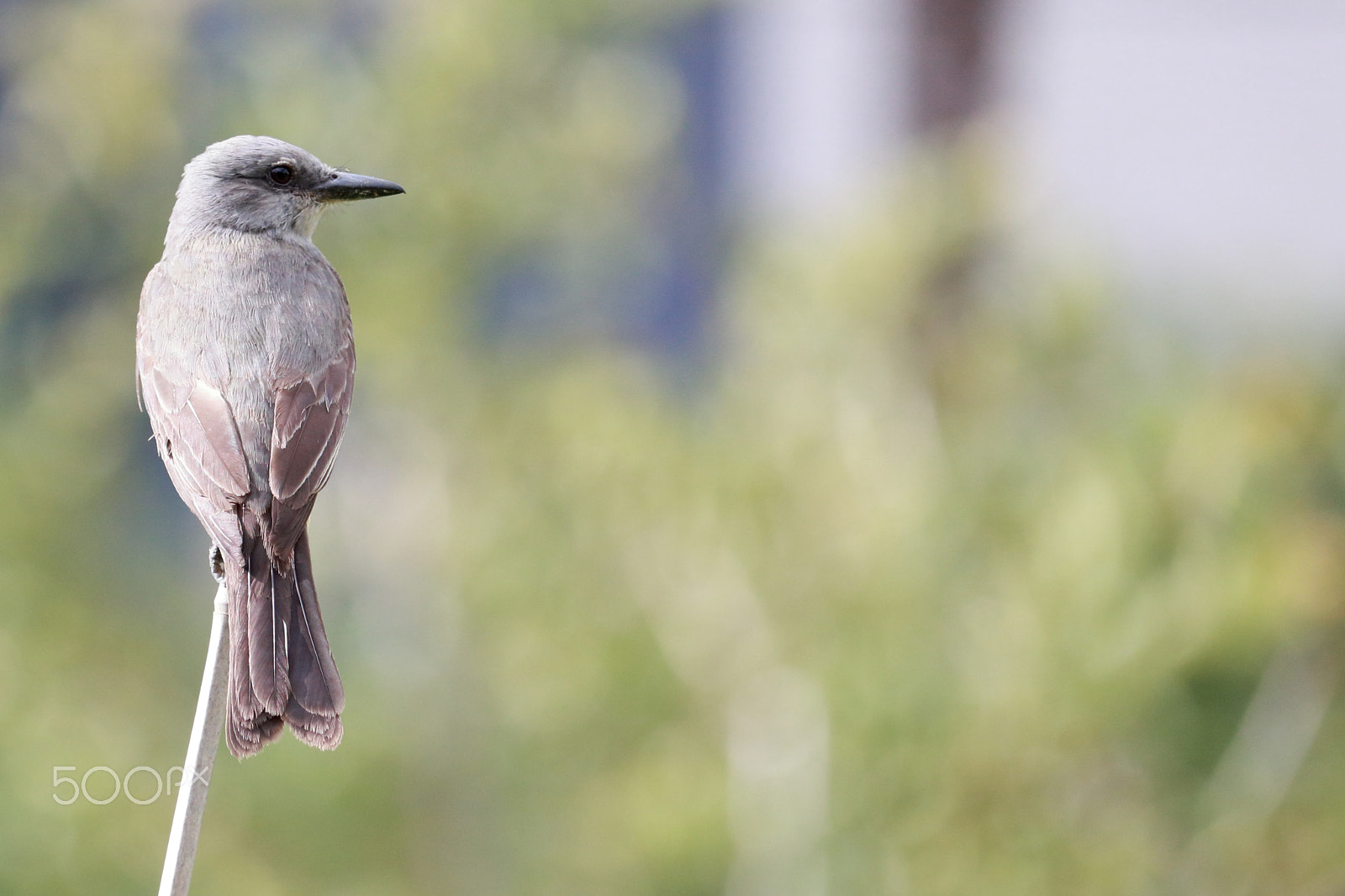 Canon EF-S 55-250mm F4-5.6 IS STM sample photo. Like a bride photography