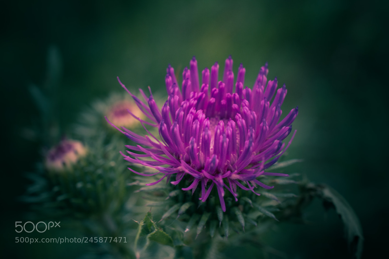 Nikon D5200 sample photo. Wild flowers photography