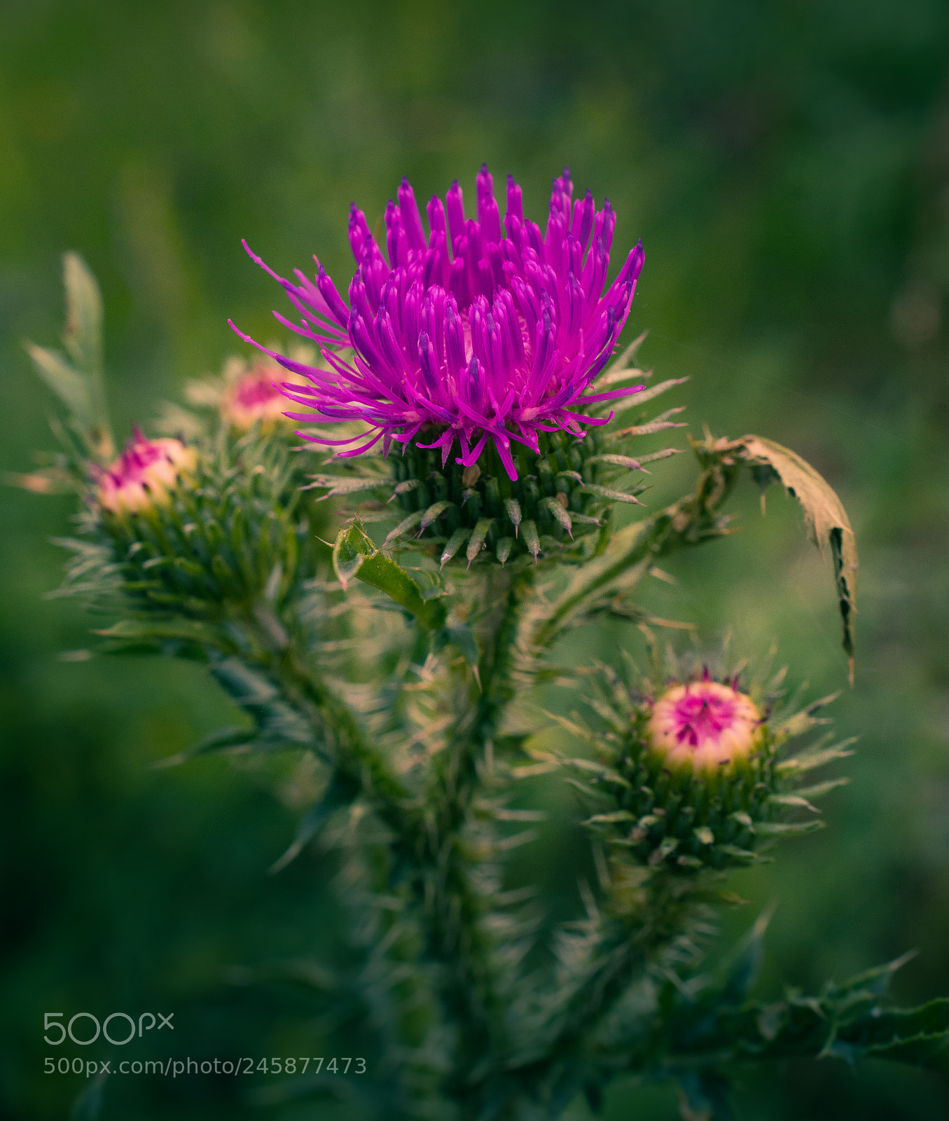 Nikon D5200 sample photo. Wild flowers photography
