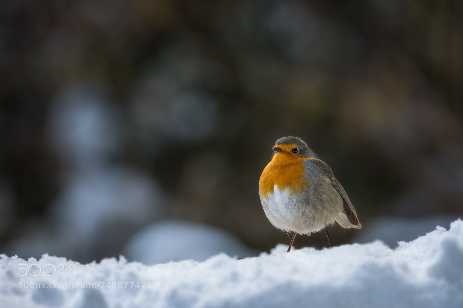 Nikon D7200 sample photo. Robin photography