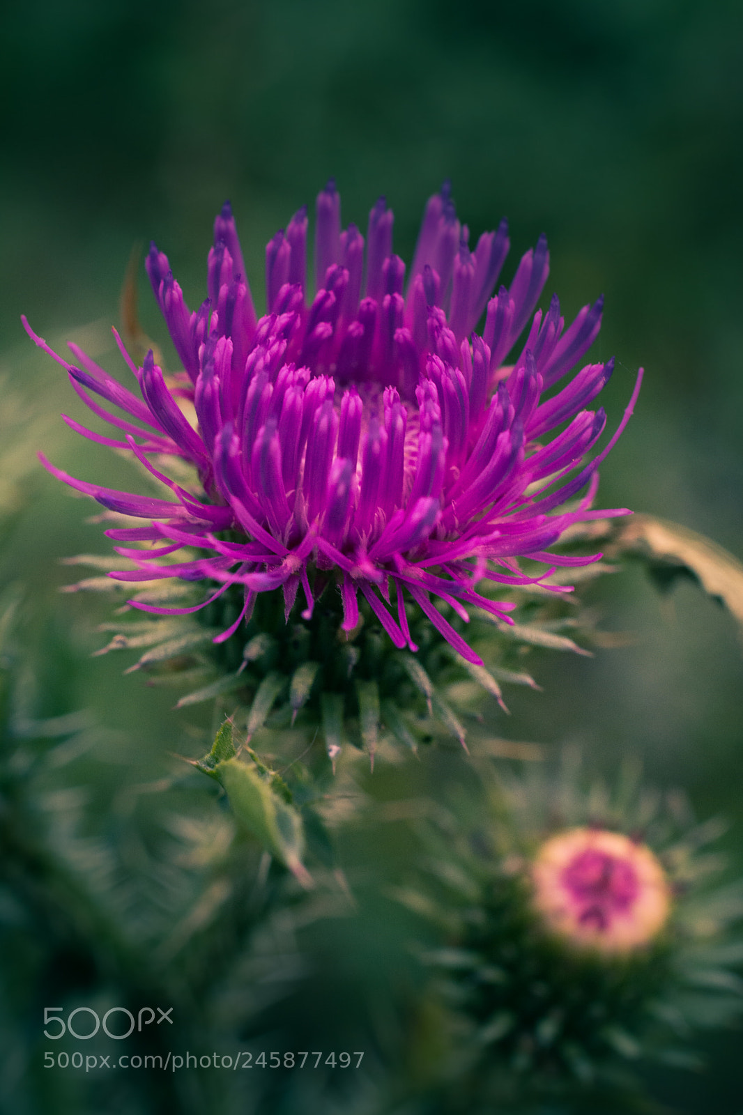 Nikon D5200 sample photo. Wild flowers photography