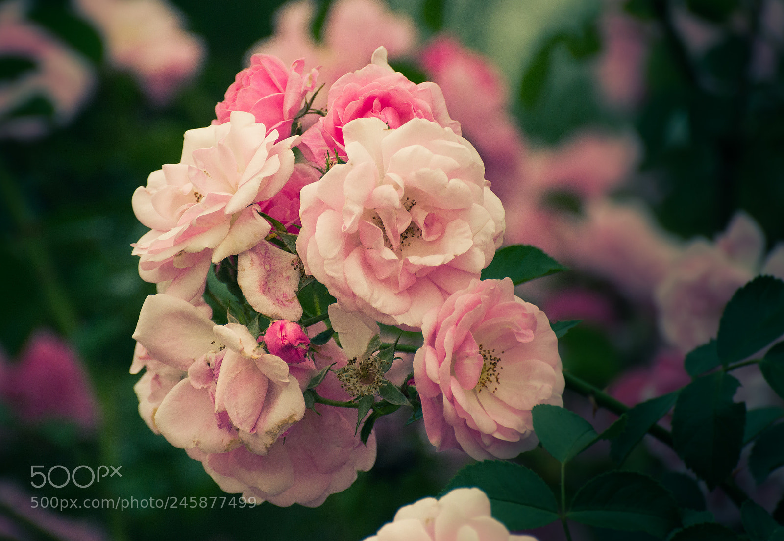 Nikon D5200 sample photo. Rose photography