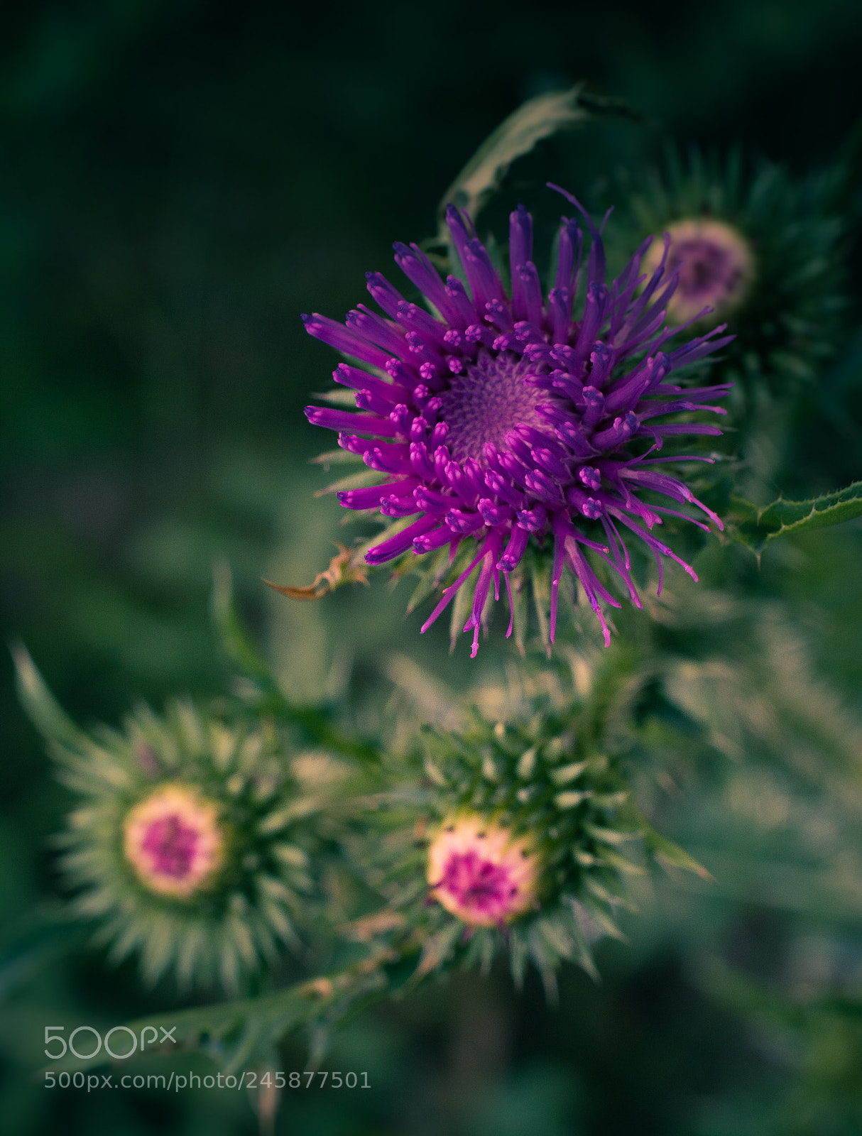Nikon D5200 sample photo. Wild flowers photography