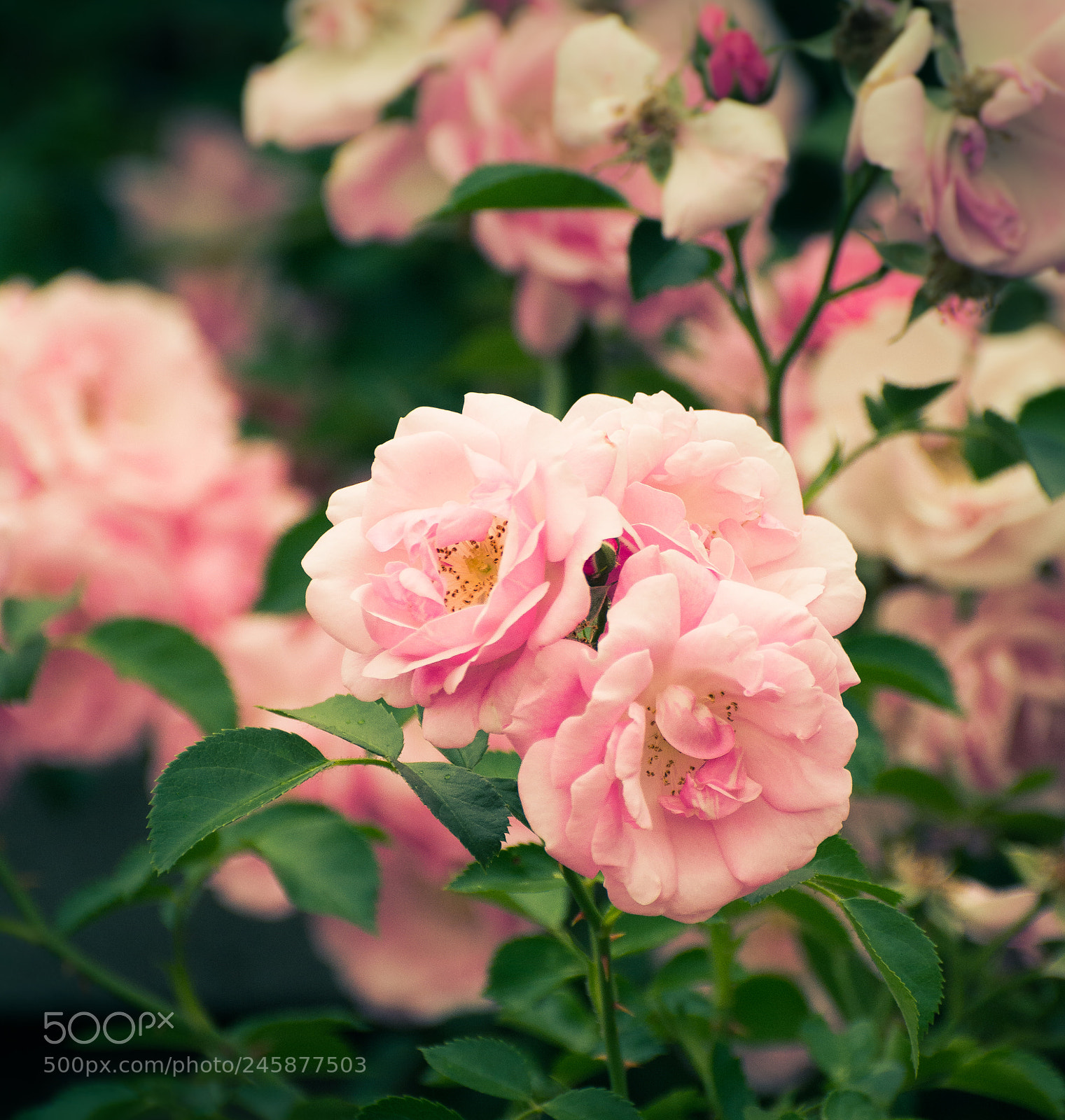 Nikon D5200 sample photo. Rose photography