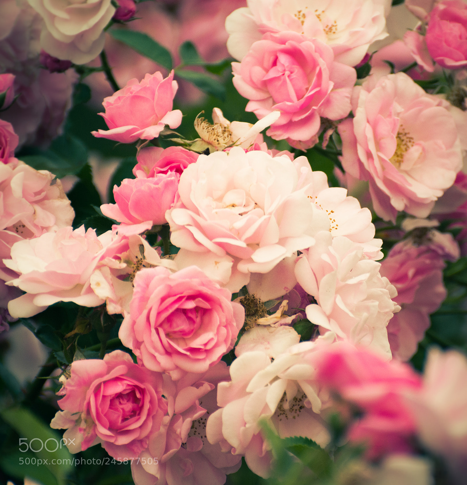 Nikon D5200 sample photo. Rose photography