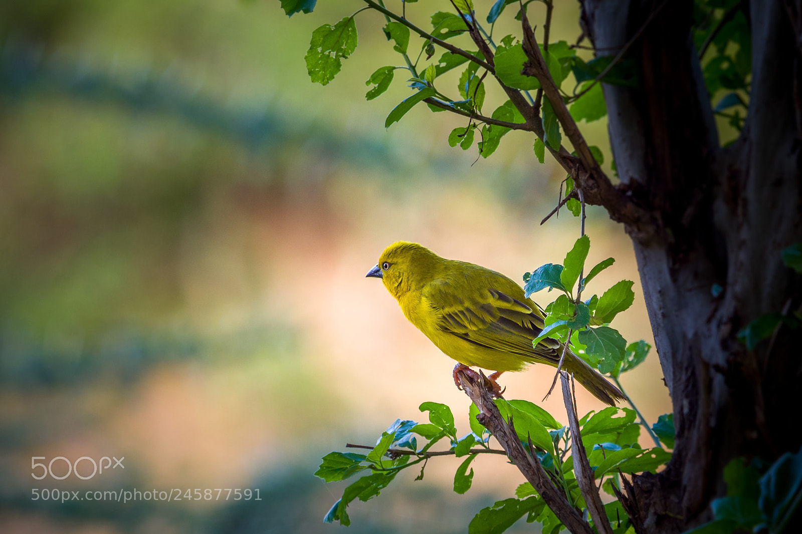 Olympus OM-D E-M1 Mark II sample photo. Holub's golden-weaver photography
