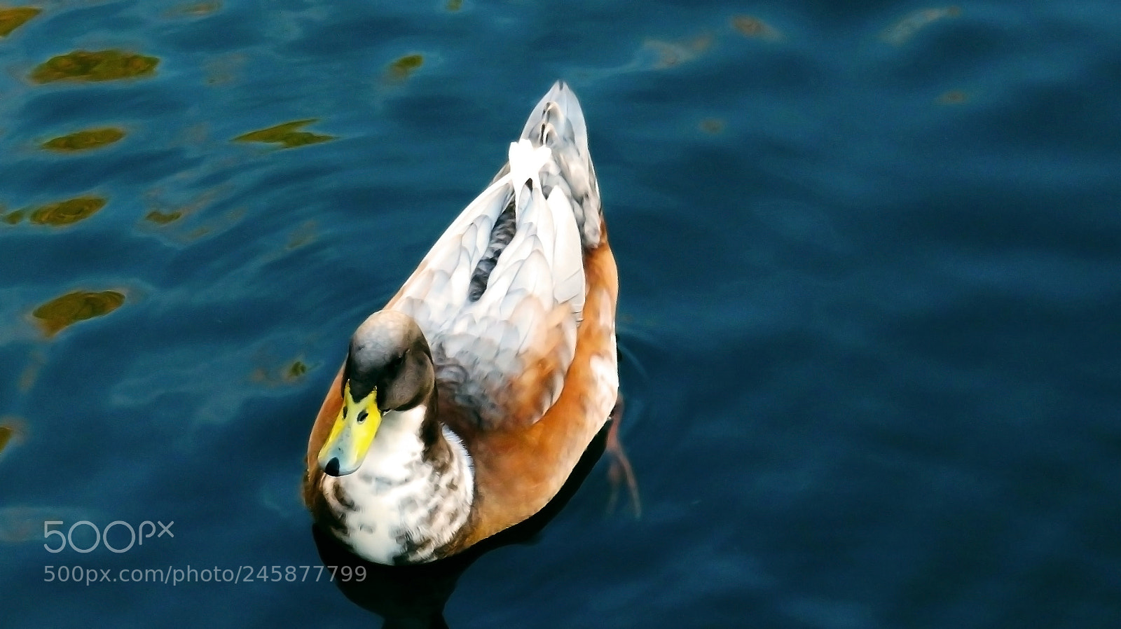 Canon PowerShot SX720 HS sample photo. Duck photography
