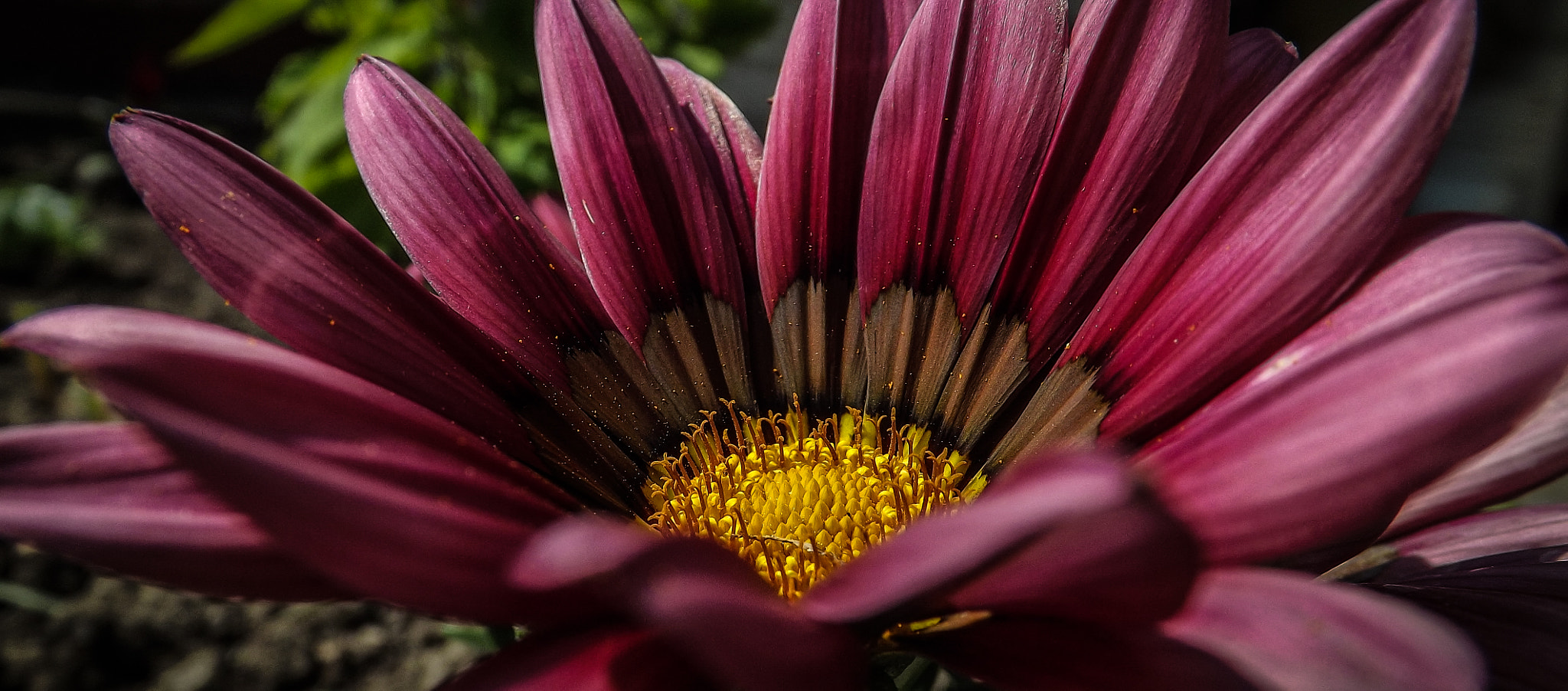 Fujifilm FinePix S4500 sample photo. Lilac flower 2.0 photography