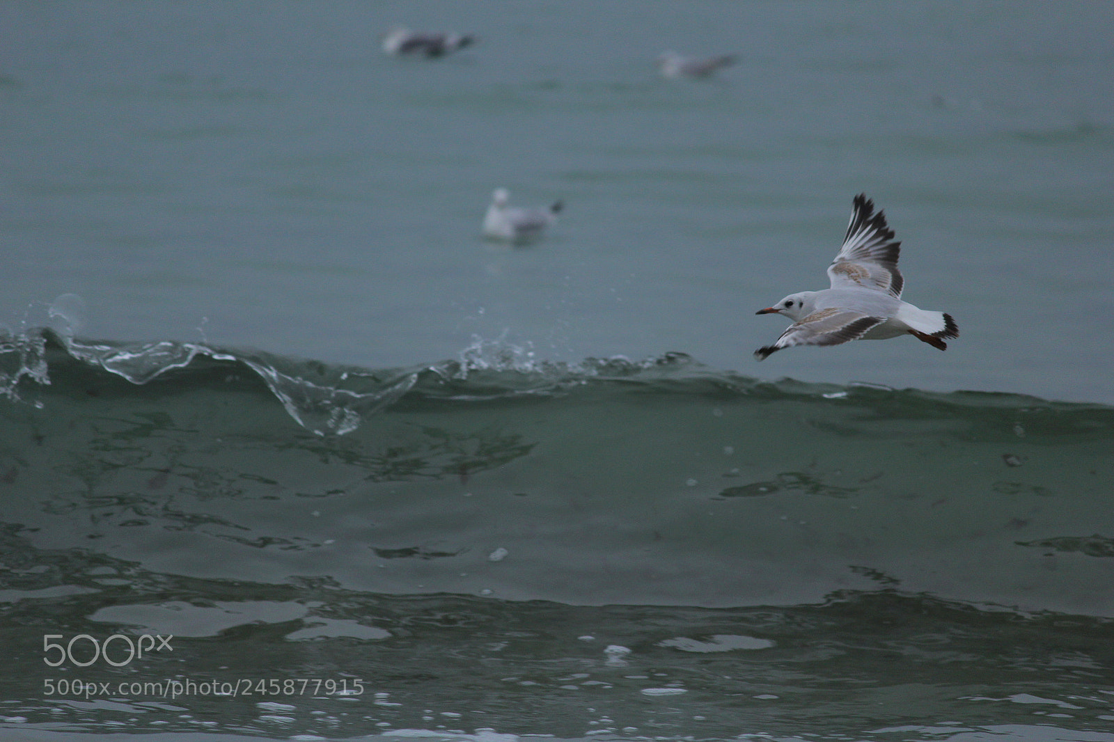 Canon EOS 60D sample photo. Birds photography