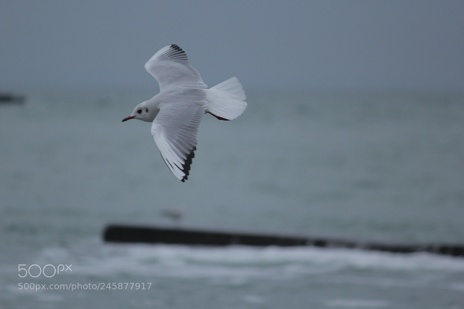 Canon EOS 60D sample photo. Birds photography
