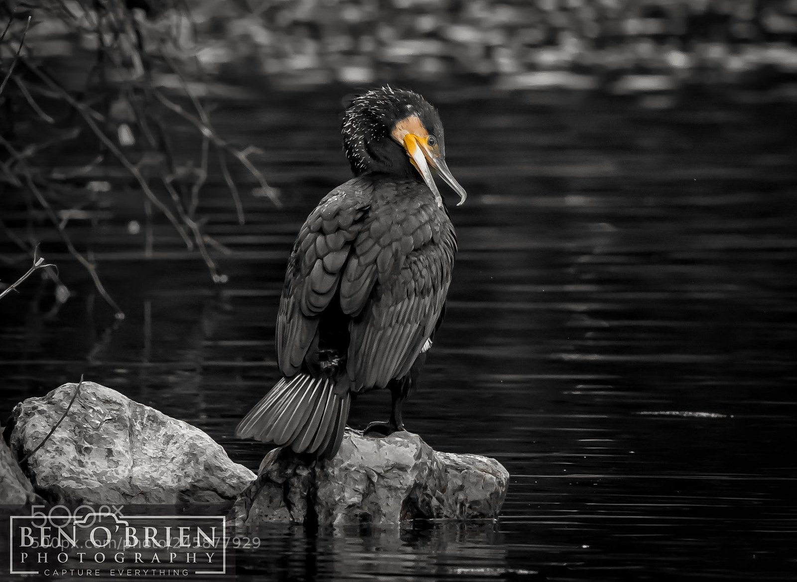 Nikon D500 sample photo. Preening cormorant photography