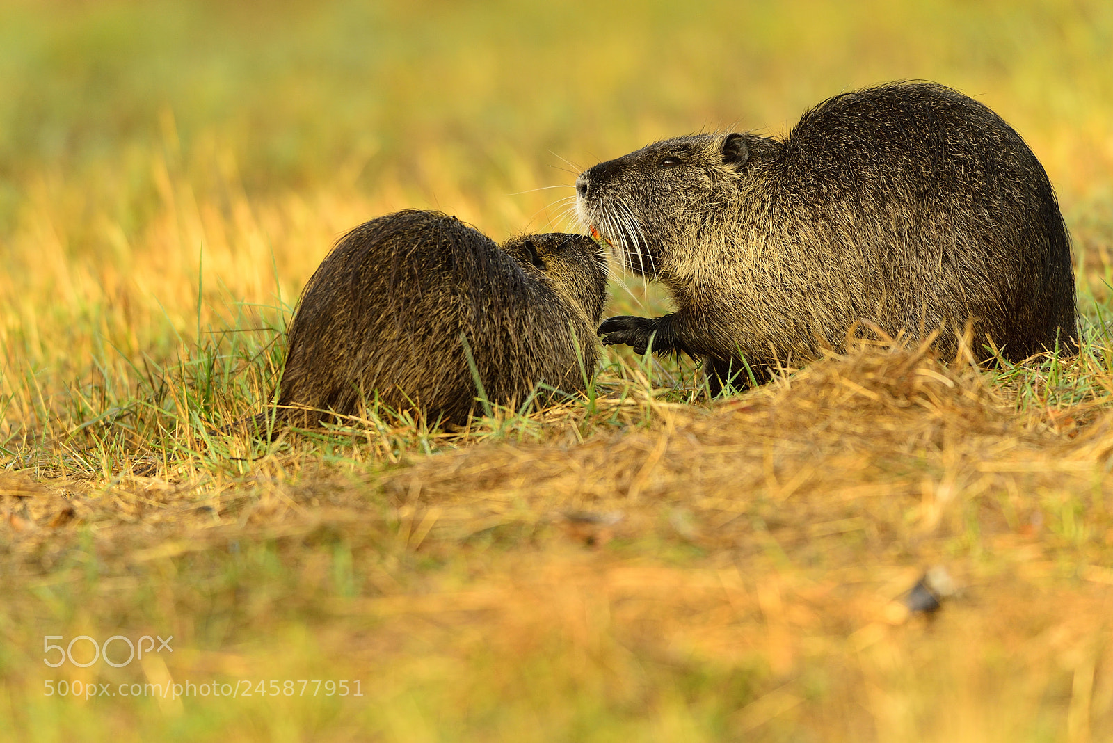 Nikon D800 sample photo. Nutria (castorino) photography