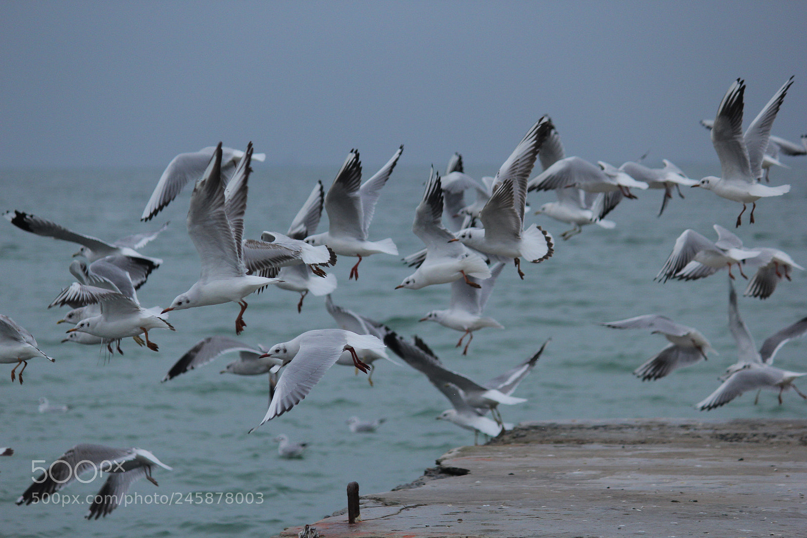 Canon EOS 60D sample photo. Birds photography