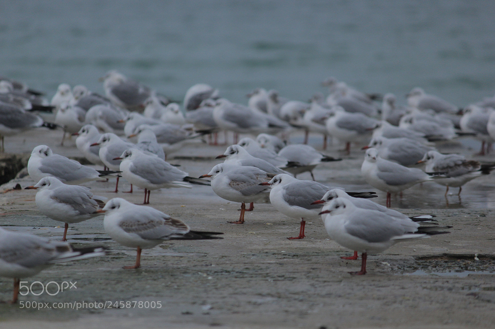 Canon EOS 60D sample photo. Birds photography