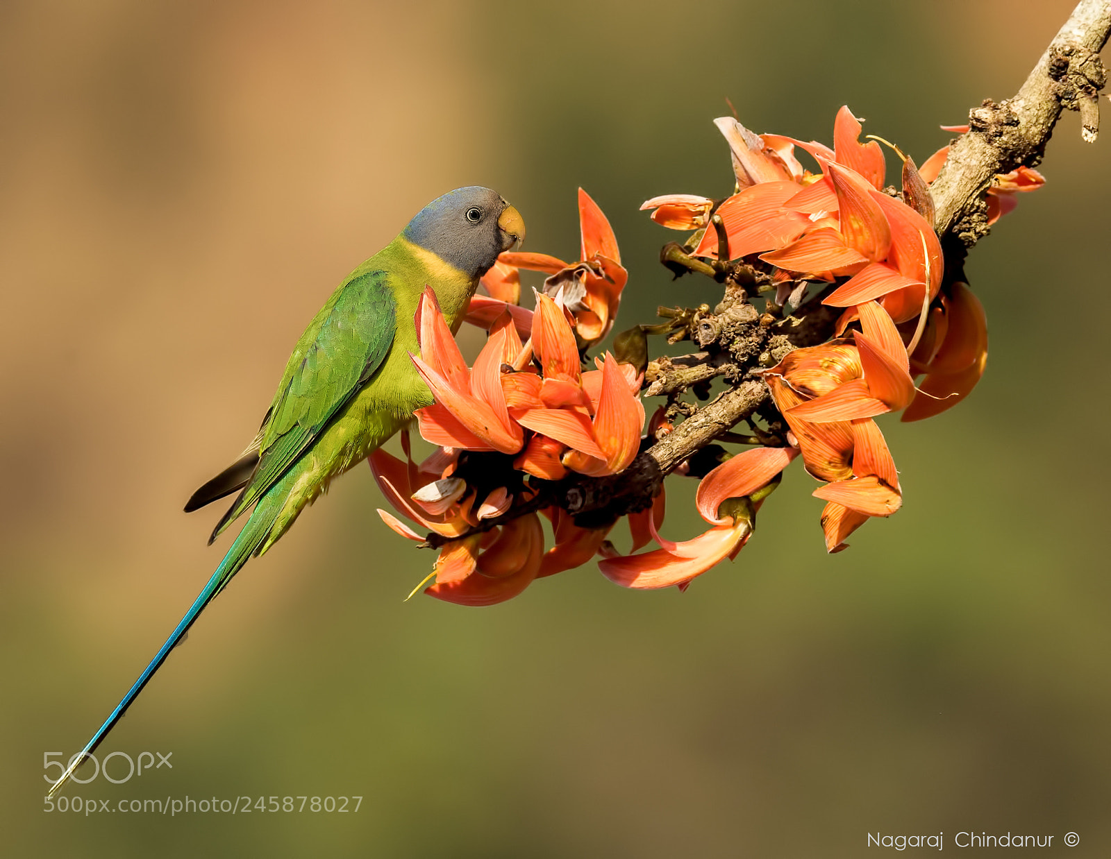 Nikon D5 sample photo. Plum headed parakeet photography